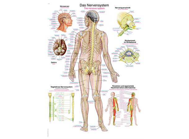 Plakat Nervous system AL105